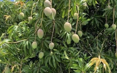 Field Research Journal Entry 30: Circle of the Mango