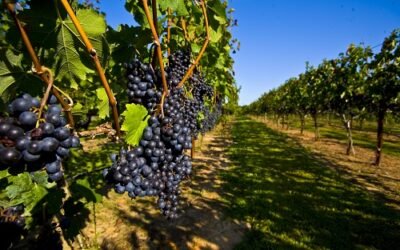 To Find A Vineyard